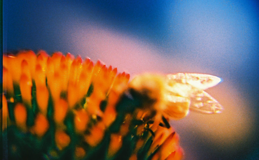 close up photograph of a bee on a flower
