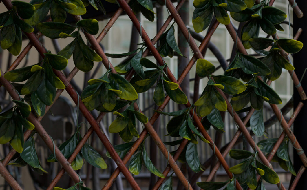 chain link fence with plant growing on it